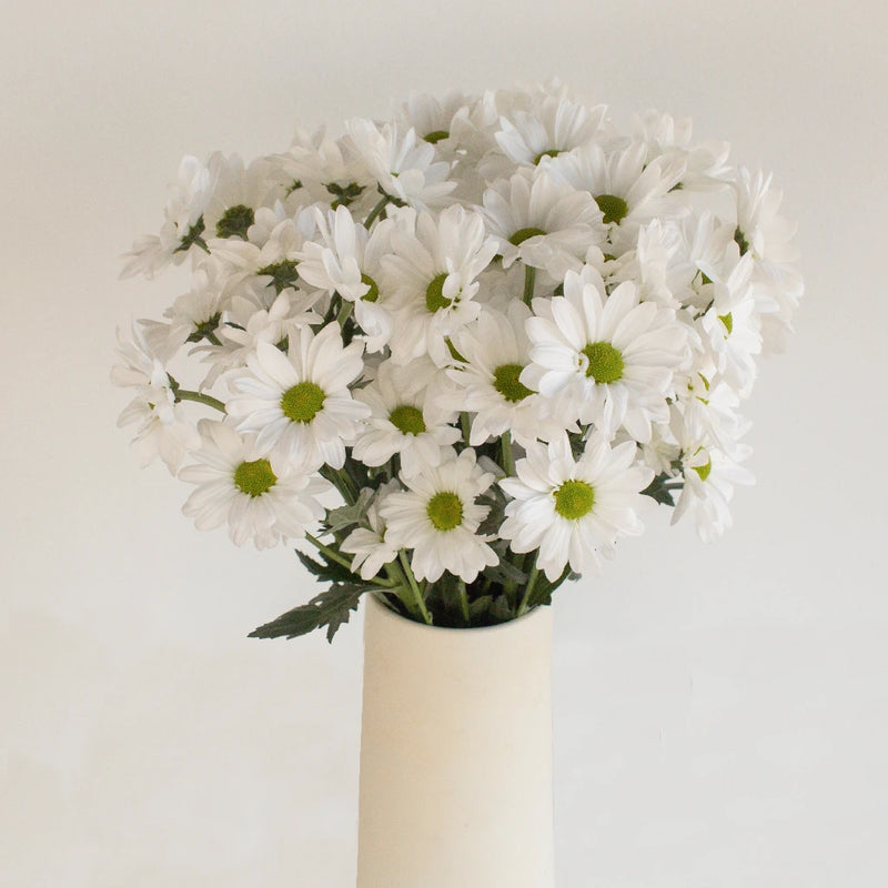 Alma Pom Saf Winner 2018 Vase - Image