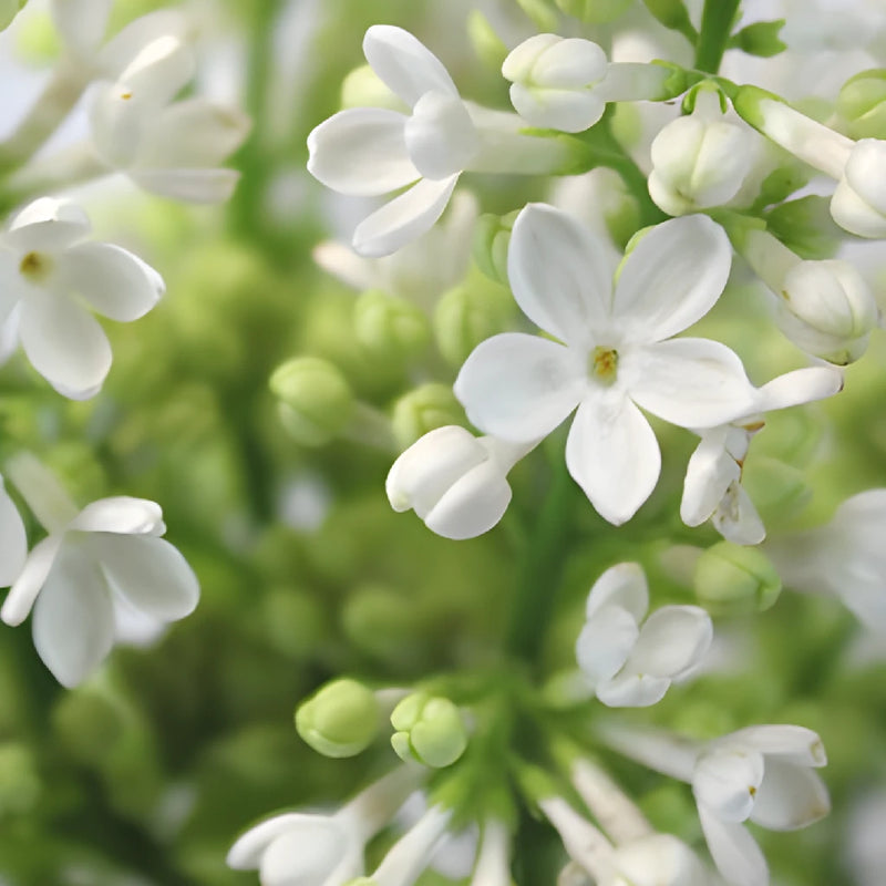 White Designer Lilac Flower