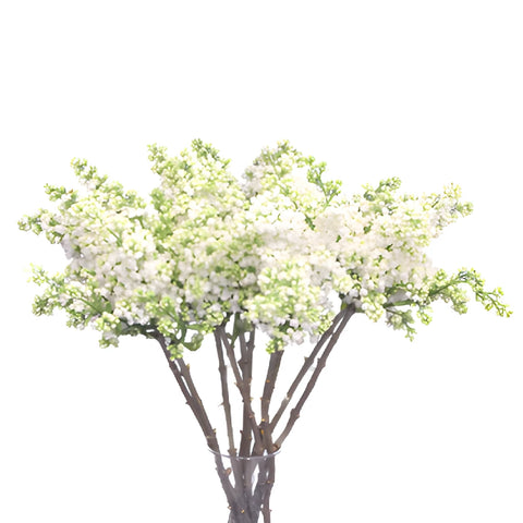 White Designer Lilac Flower