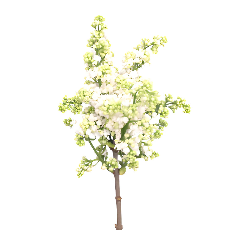 White Designer Lilac Flower