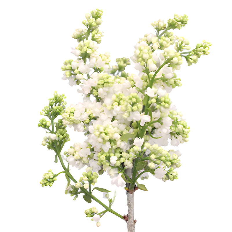 White Designer Lilac Flower