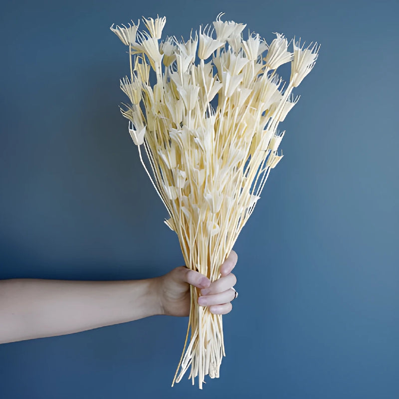 Bleached Nigella Flowers