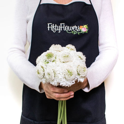 White Focal Scabiosa Flowers in Hand