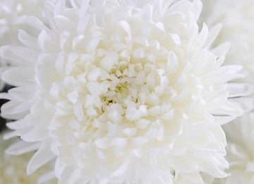 White Football Mum Flower Close Up - Image