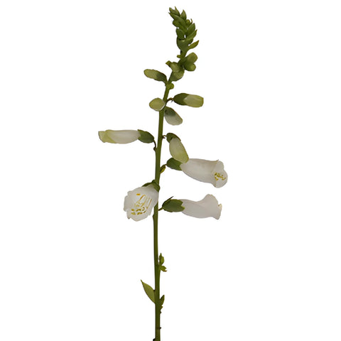 White Foxglove Flower