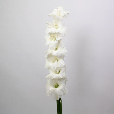 White Gladiolus Flower Stem