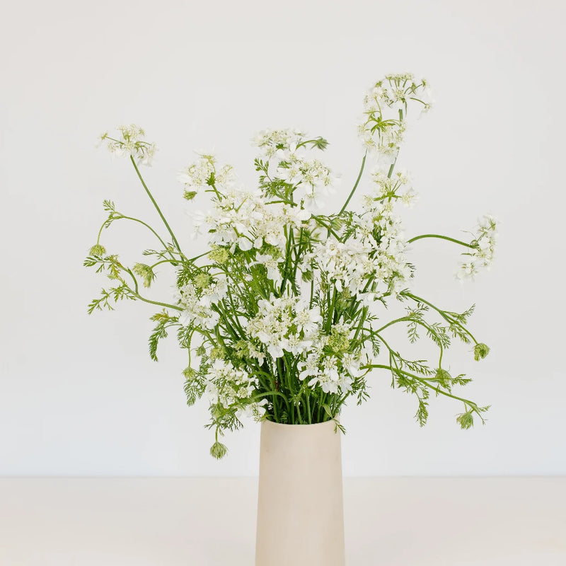 Orlaya White Lace Vintage Vase - Image