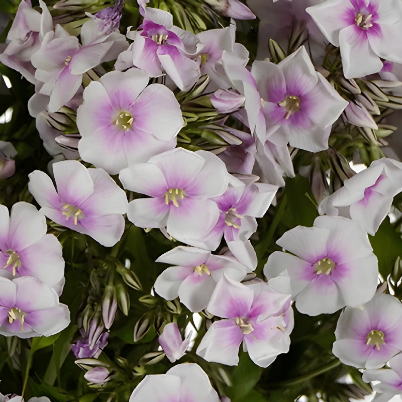 White Lavender Garden Phlox Flowers