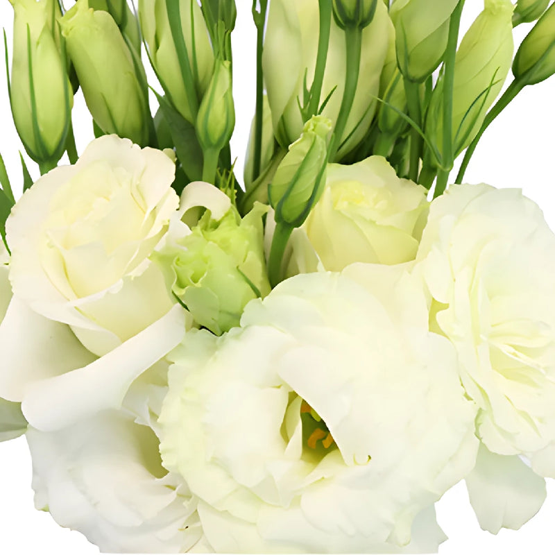 Alissa White Lisianthus Wholesale Flower Upclose