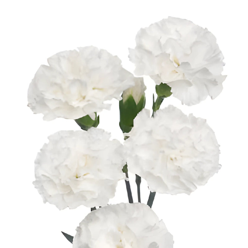 White Mini Carnation Flowers Up Close
