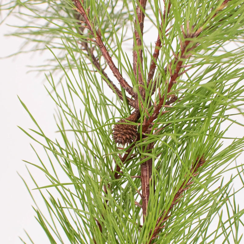 Winter Pine Greenery Up Close