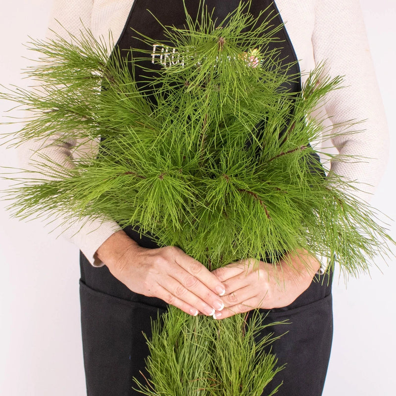Winter Pine Greenery in Hands