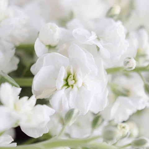 White Spray Stock Flower Close Up - Image