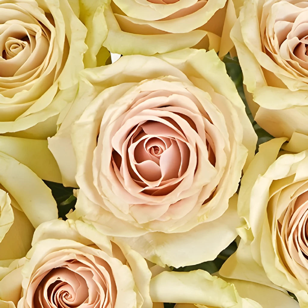 Buy Wholesale Blushing Sahara Sand Rose in Bulk - FiftyFlowers