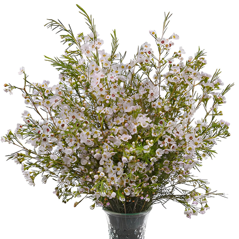 White Wax Flowers