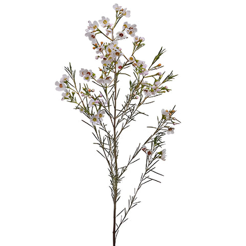 White Wax Flowers