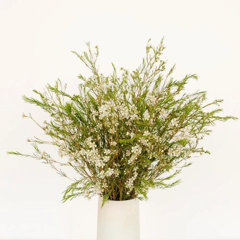 White Wax Flower May 16th To November 30th Delivery Vase - Image