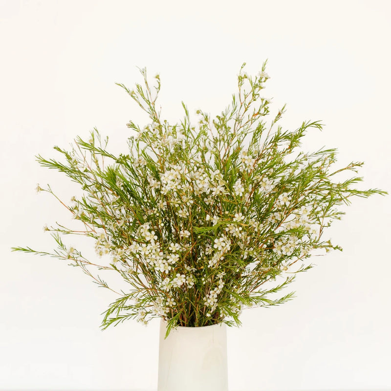White Wax Flower May 16th To November 30th Delivery Vase - Image