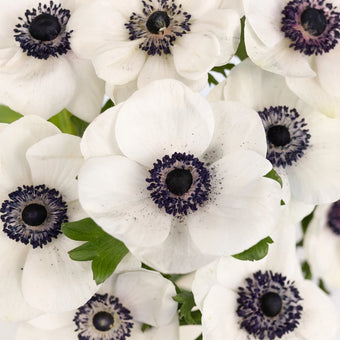 White With Dark Centers Fresh Cut Designer Anemones Close Up - Image