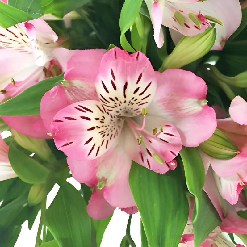 White With Pink Edges Peruvian Lily Close Up - Image