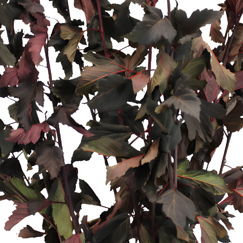 Wedding greenery wholesale fresh cut nine bark branches