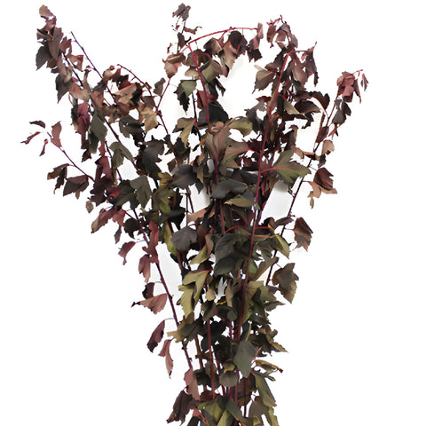 Bulk greenery wholesale fresh cut nine bark branches filler flowers sold near me