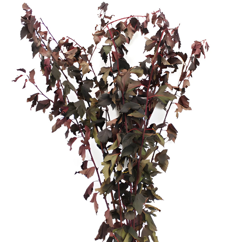 Bulk greenery wholesale fresh cut nine bark branches filler flowers sold near me