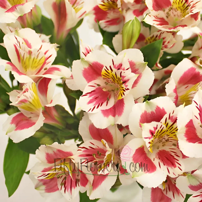 Wine And White Peruvian Lilies Close Up - Image