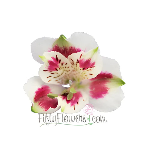 Wine And White Peruvian Lilies Apron - Image