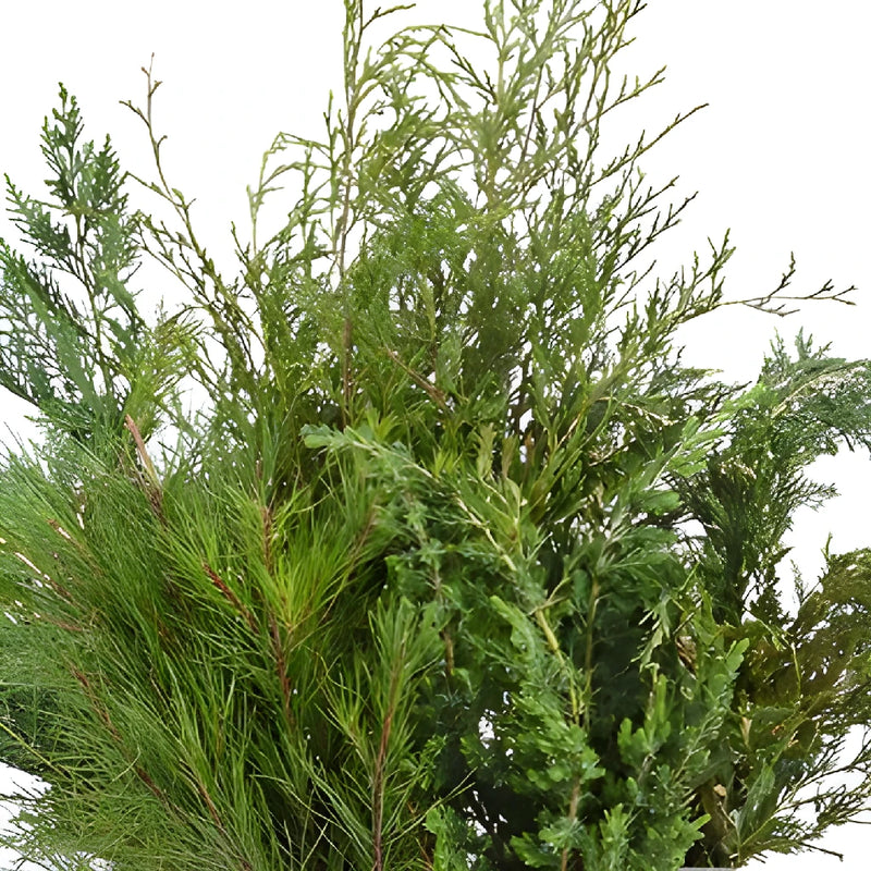 Winter Greenery Mix