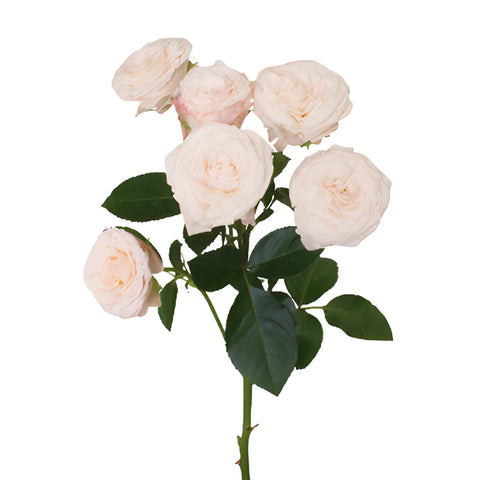 Wispy Pink Bulk Spray Rose