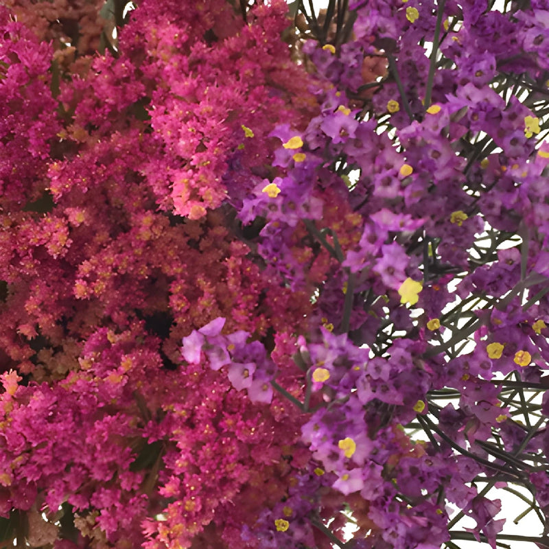 Wispy Filler Pink Purple DIY Flower Kit Up Close