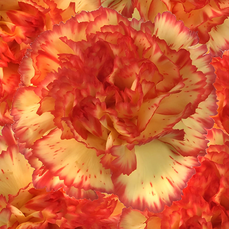 Eruption Yellow and Red Wholesale Carnations Up close