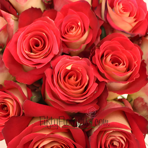 Yellow and Red Friendship Rose
