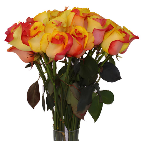 Yellow and Red Tinted Rainbow Roses
