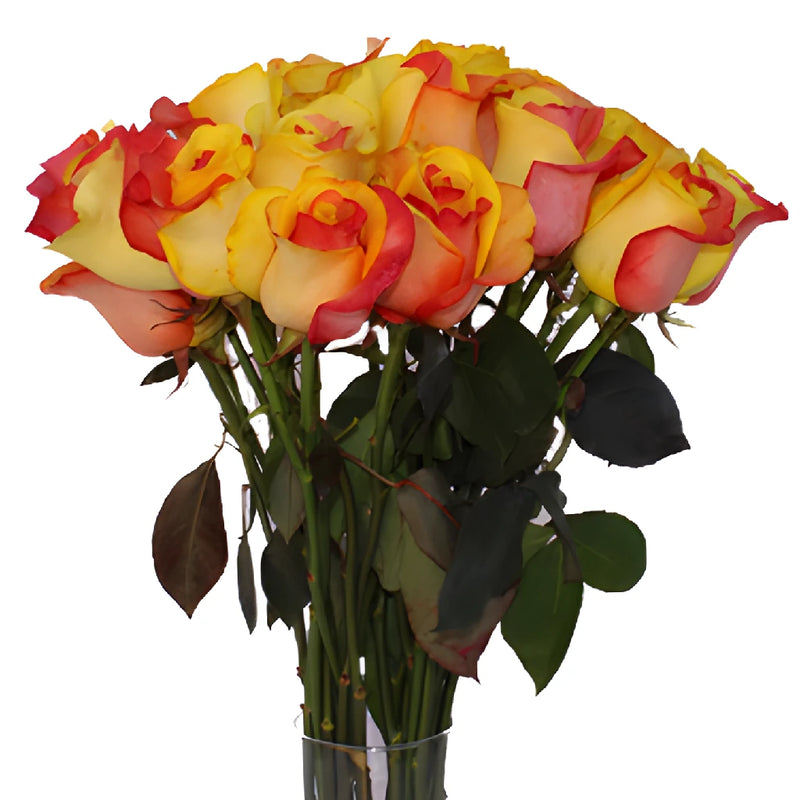 Yellow and Red Tinted Rainbow Roses
