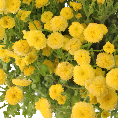 Yellow Button Feverfew