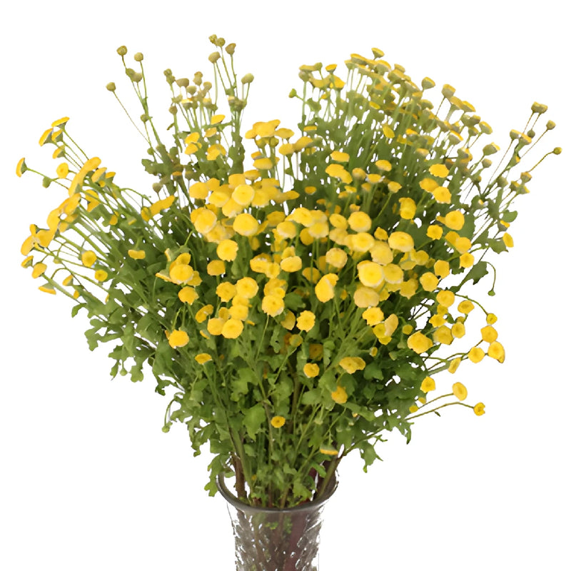 Yellow Button Feverfew