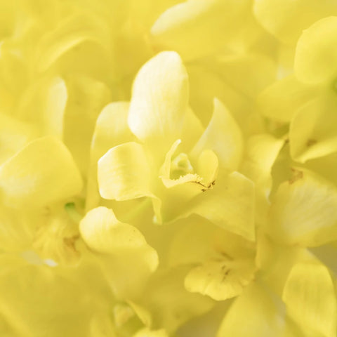 Yellow Sapphire Dendrobium Loose Blooms Close Up - Image