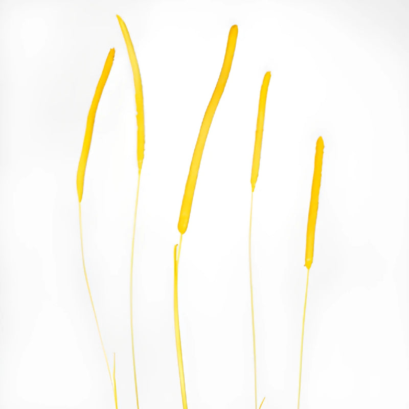 Yellow Dried Timothy Grass