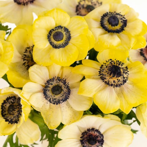 Yellow Enhanced Anemone Fresh Cut Anemones Close Up - Image