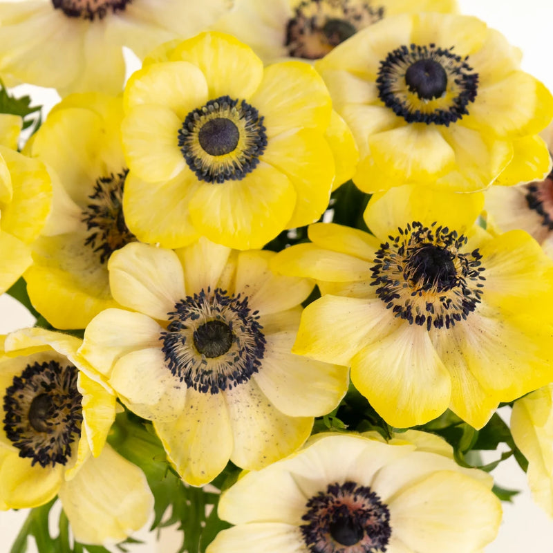 Yellow Enhanced Anemone Fresh Cut Anemones Close Up - Image