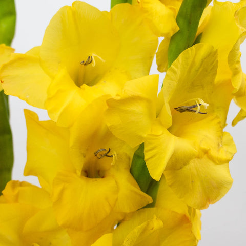 Yellow Gladiolus Flower Up Close