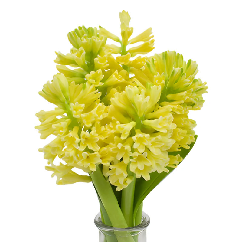 Yellow Hyacinth Flowers