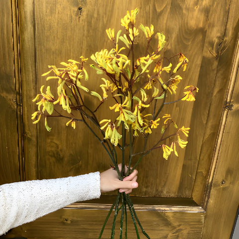 Yellow Kangaroo Paw Flowers