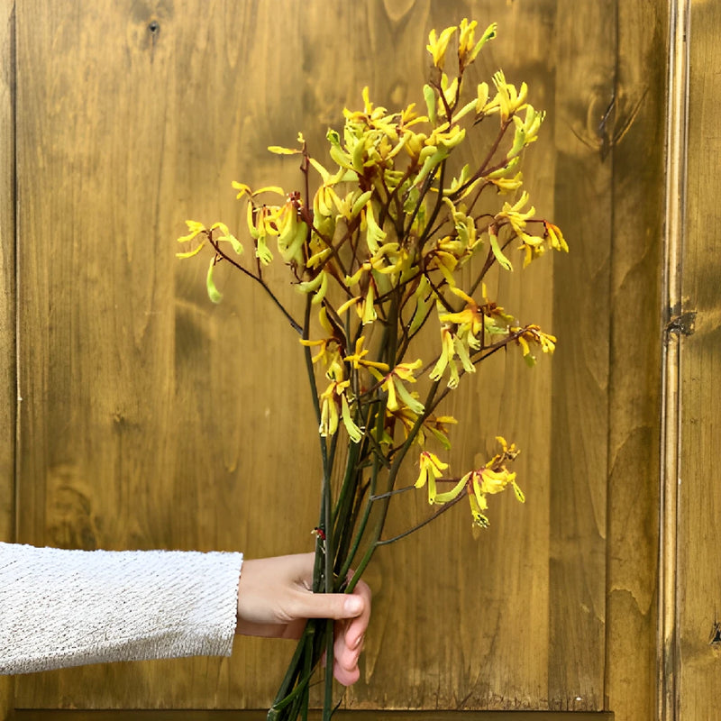 Yellow Kangaroo Paw Flowers