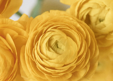 Yellow Ranunculus Close Up - Image