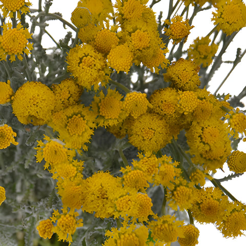 Yellow Santolina Herb Filler Flower