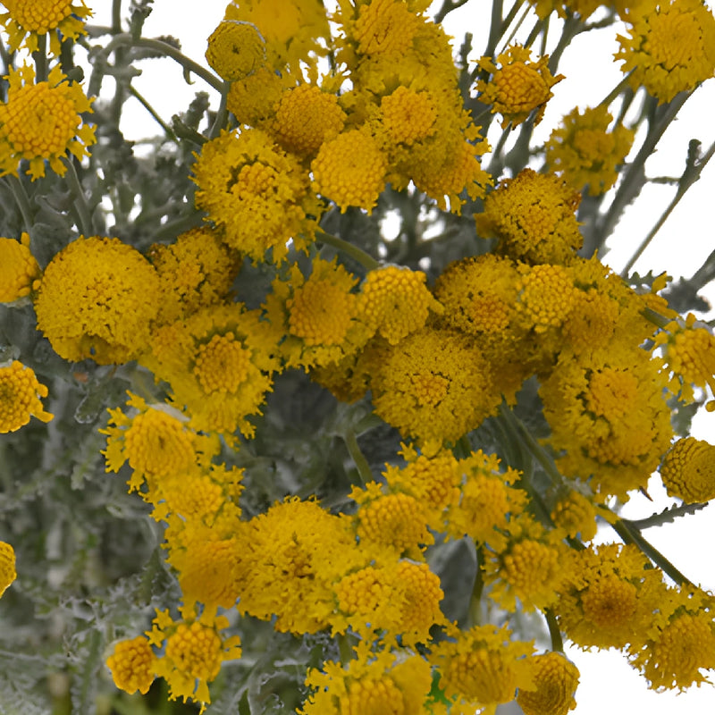 Yellow Santolina Herb Filler Flower