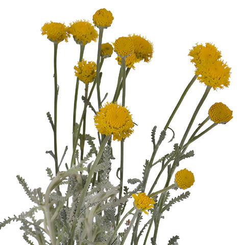Yellow Santolina Herb Filler Flower